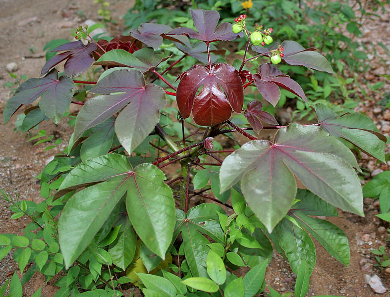 Jatropha gossypifolia (Bellyache Bush) - Rooted Seedling