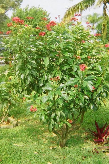 Jatropha integerrima (Peregrina, Spicy Jatropha) Rooted