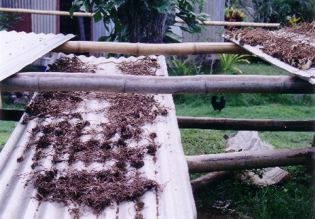 Kava Dried Roots- Vanuatu Piper methysticum 2oz SAMPLE