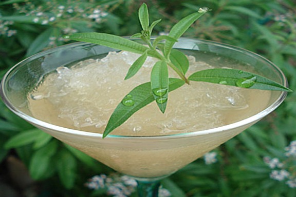 Aloysia triphylla  (Lemon verbena) Cutting