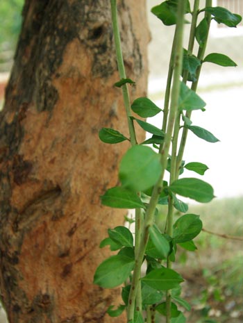 Lawsonia inermis (Henna) 50 Seeds #HH