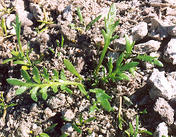 Lepidium peruvianum (Yellow Maca) 100 Seeds #HH