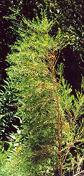 Melaleuca alternifolia (Australian Tea Tree) 100 Seeds #HH