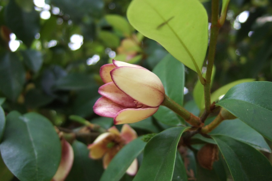 Michelia figo (Banana shrub) - Rooted #GN