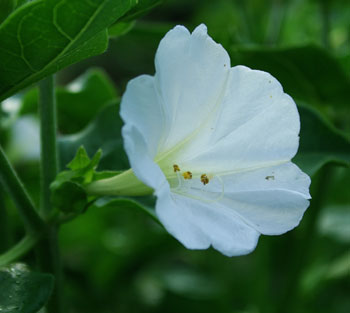Mirabilis jalapa (Four O'Clock- White) 7 Seeds