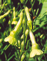 Nicotiana langsdorfii (Huichol) 100 Seeds
