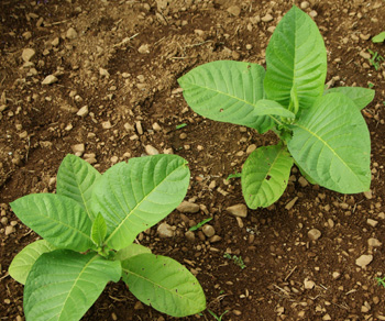 Nicotiana tabacum (Smoking Tobacco) 100 Seeds
