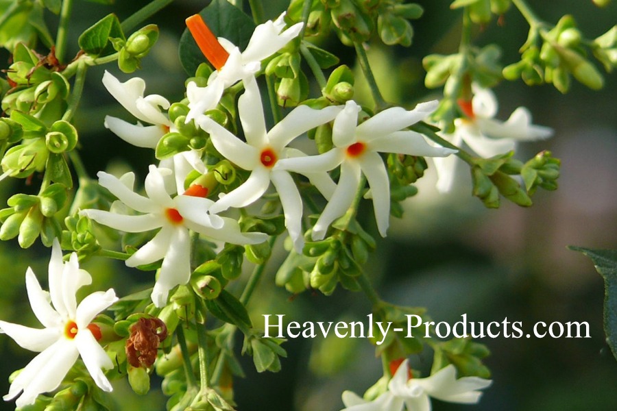 Nyctanthes arbor-tristis (Night-flowering Jasmine) 5 Seeds