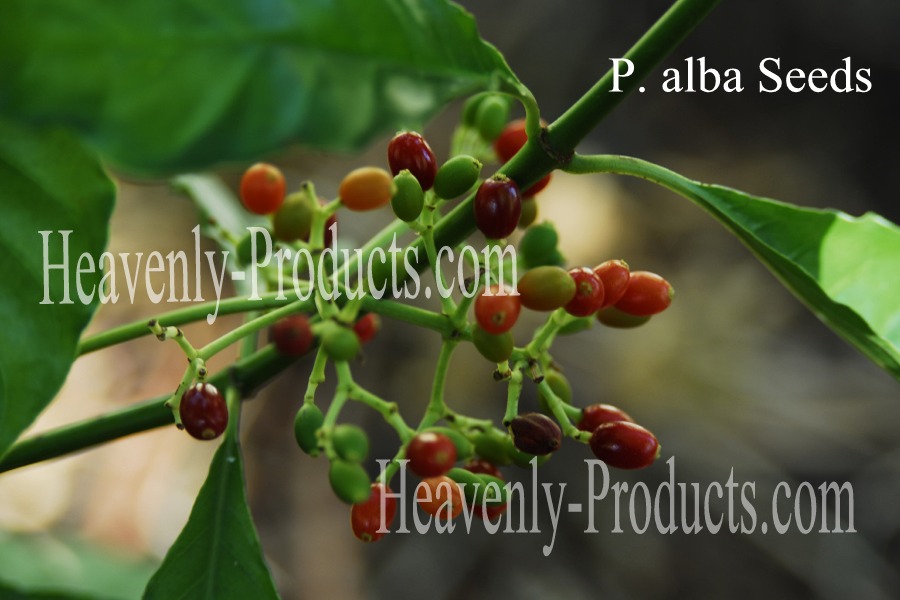 Psychotria alba- One Dozen Seeds