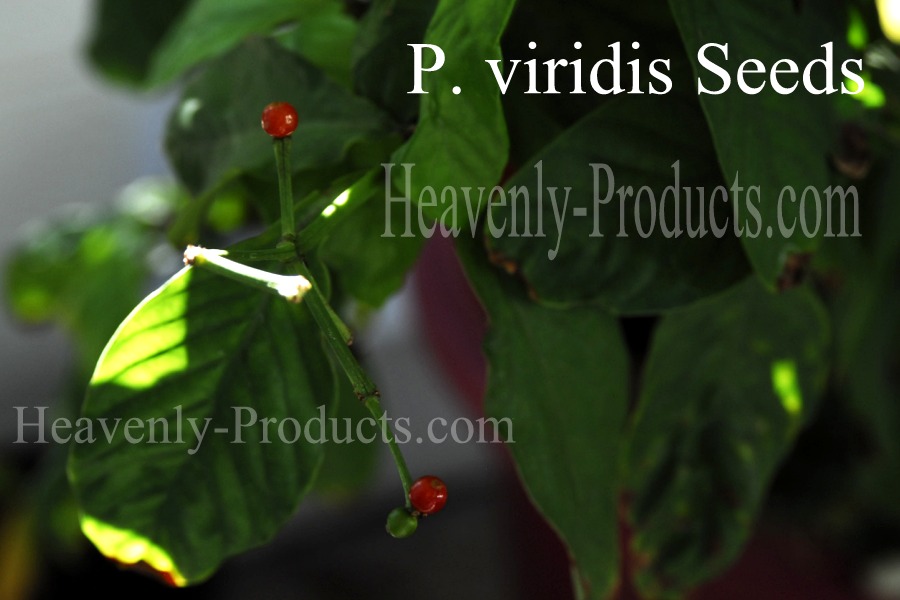 Psychotria viridis (Broad Leaf Chacruna)- 8 Seeds IN BERRY