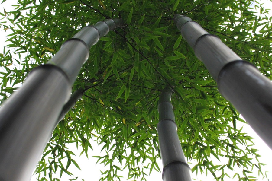 Bambusa Lako- Tropical Black Timbor Bamboo- With Some Roots