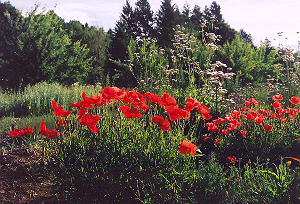 Papaveraceae (Poppy) Flanders- Seeds