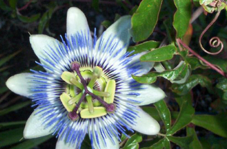 Passiflora caerulea (Blue Passion Flower) - Rooted