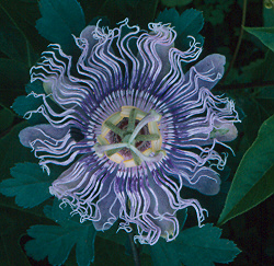Passiflora incarnata (Official Passionflower) 20 Seeds #HH