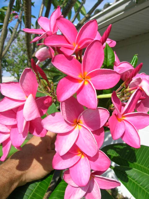 Plumeria rubra- (Pink with Yellow Throat Flower) Rooted Seedling