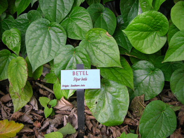 Piper betel- (Piperaceae Family) Rooted- Large Plant!