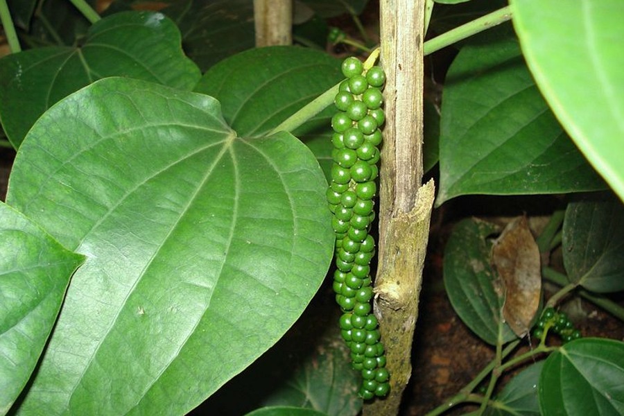 Piper nigrum- (Black pepper) Huge Plant in 5 Gallon Pot!