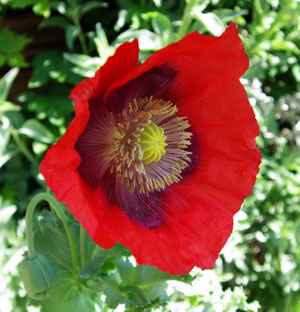 Papaveraceae (Poppy) Turkish Red- Seeds