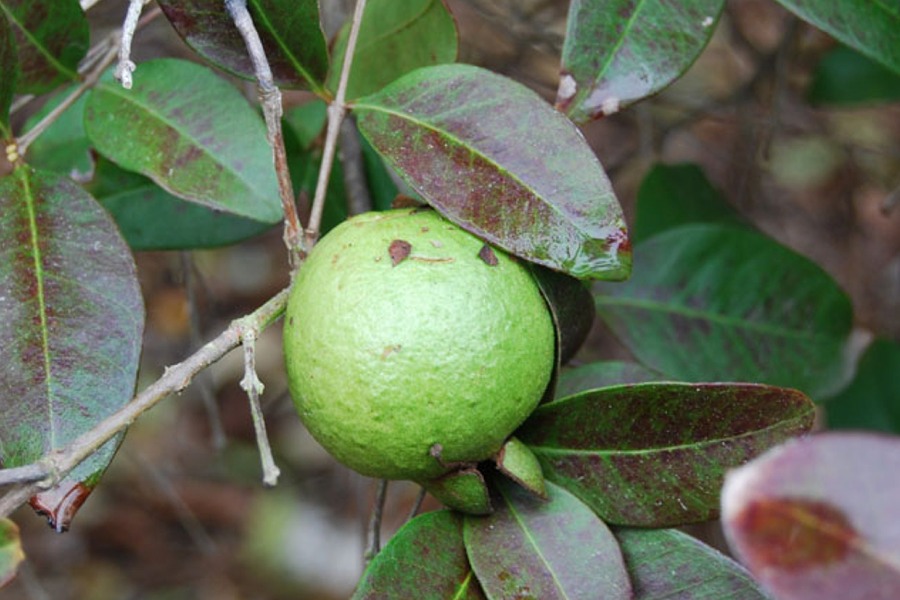 Psidium friedrichsthalianum  (Costa Rican Guava) Cutting