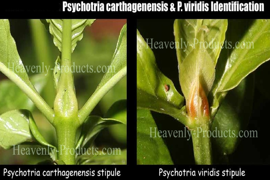 Psychotria viridis Chakruna- Un-rooted Stem Cutting