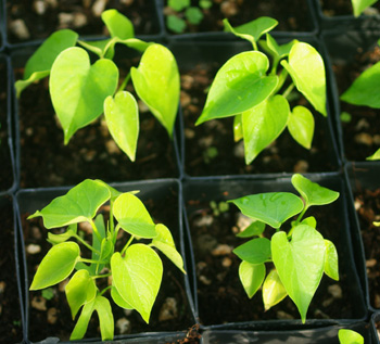 Rivea corymbosa - 400 Seeds (20g)