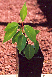 Schisandra chinensis (Official Schisandra) 20 Seeds