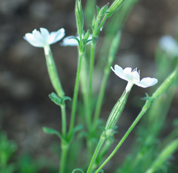 Silene capensis (Dream Root) 30 Seeds
