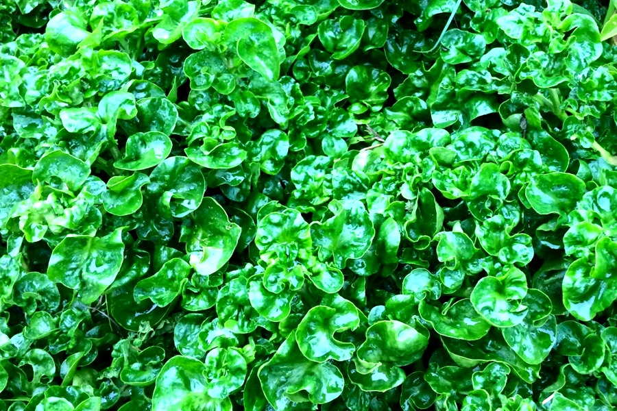Alternanthera sissoo - Sissoo, Brazilian Spinach- Rooted