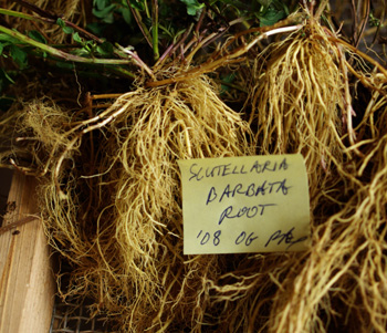 Scutellaria barbata (Barbat Skullcap) 100 Seeds #HH