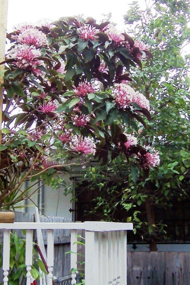 Clerodendrum quadriloculare (Starburst Bush) Cutting