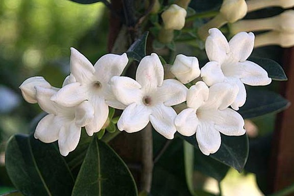 Stephanotis floribunda (Hawaiian Wedding flower) Rooted