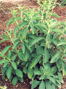 Stevia rebaudiana (Stevia) 25 Seeds #HH