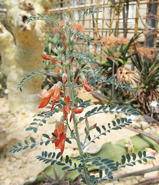 Sutherlandia frutescens- Wildegansie
