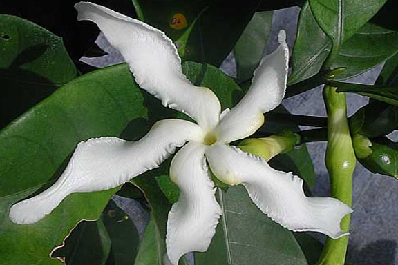 Tabernaemontana africana (holstii or Samoan Gardenia) Rooted