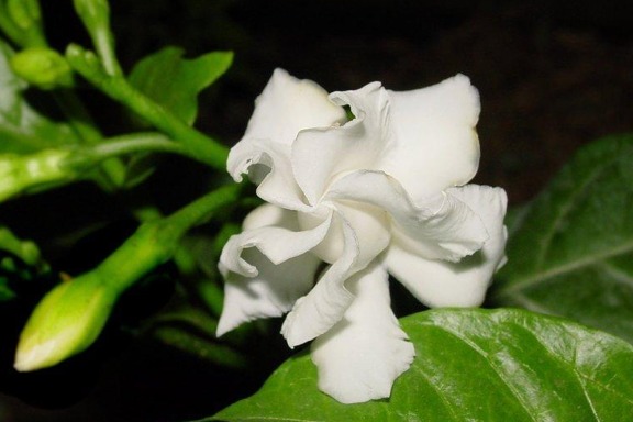 Tabernaemontana divaricata (Crape Jasmine) Rooted