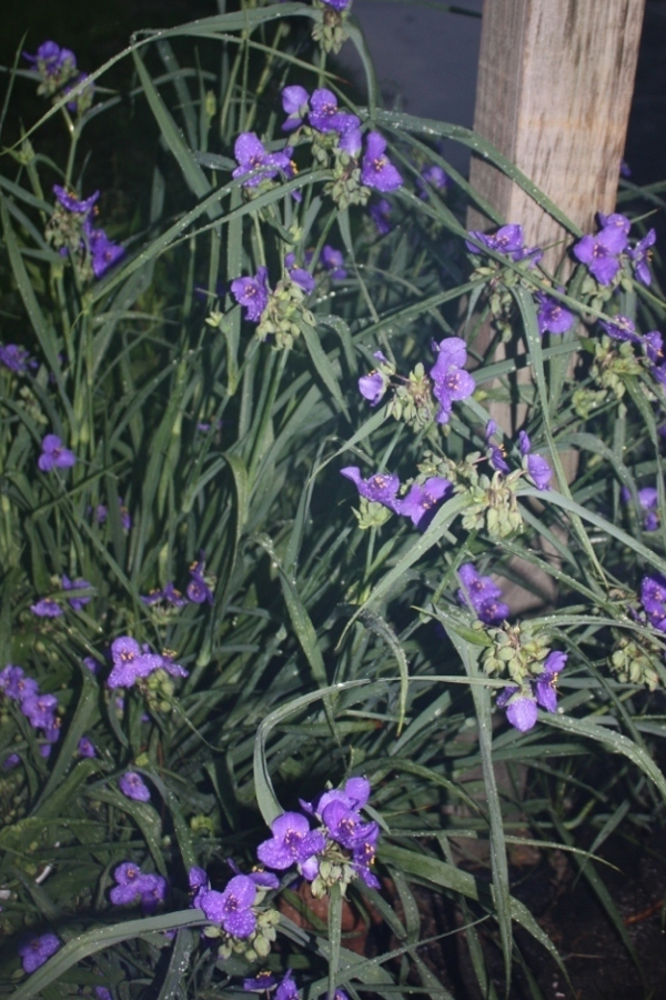 Tradescantia ohiensis Cutting/Bulb