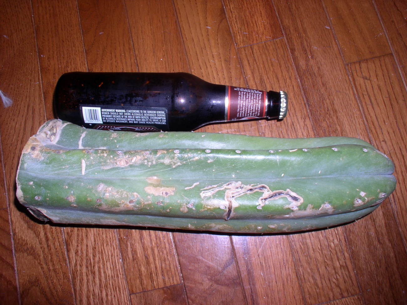 T. Pachanoi var. Juul's Giant cactus- 12" Cutting