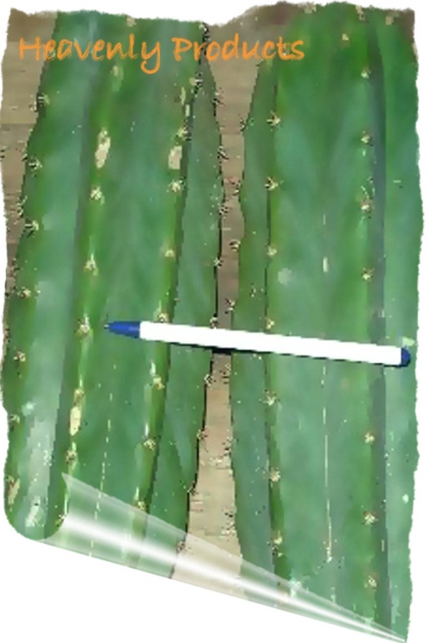Trichocereus peruvianus (E. peruviana) 16" Rooted Plant
