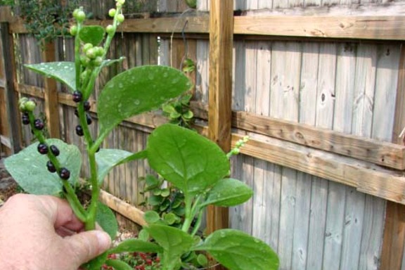 Basella alba (Tropical Spinach) - Well Rooted in Pot