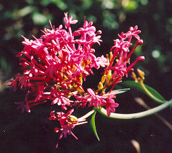 Centranthus ruber (Red Valerian) 50 Seeds