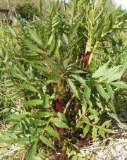 Valeriana officinalis (Valerian, Official) 100 Seeds