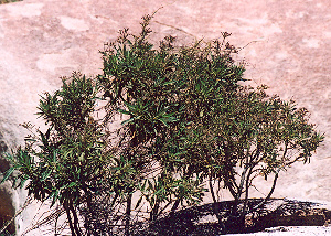 Eriodictyon californicum (Yerba Santa) 100 Seeds