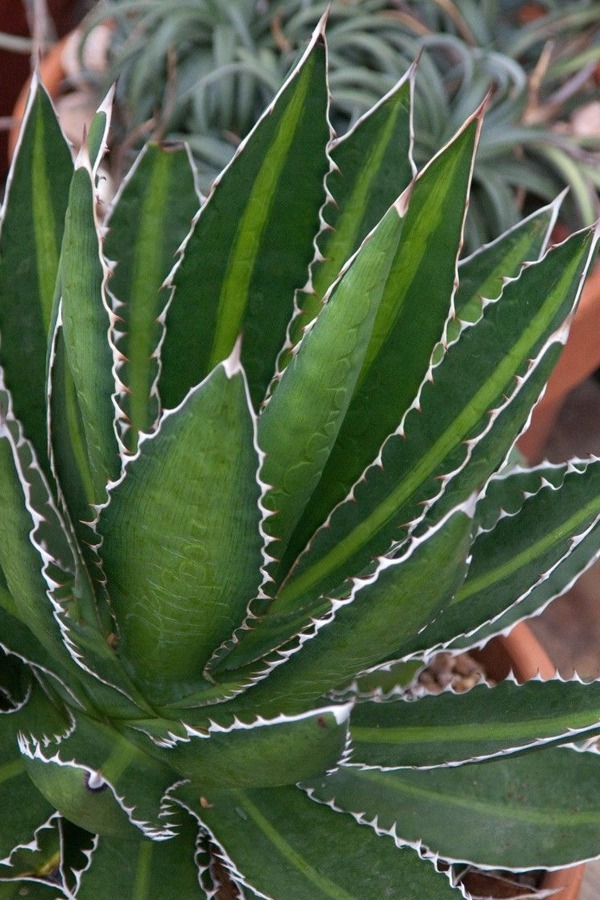 Agave lophantha (Thorncrest Century Plant) Rooted