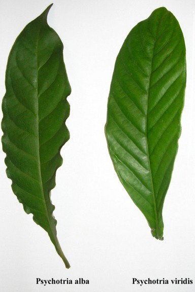 Psychotria alba- 2 Unrooted Leaf Cuttings