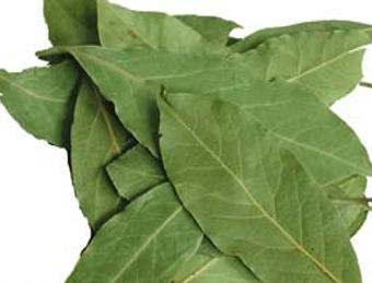 Laurus nobilis- Bay Leaf