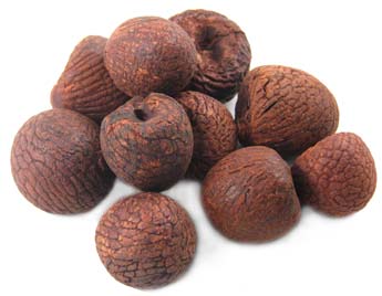 Areca catechu- Betel Nut