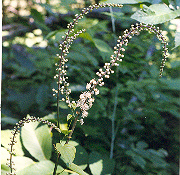 Cimicifuga racemosa (Black Cohosh) 50 Seeds