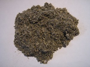 Tarchonanthus camphoratus- Bushman's Tobacco