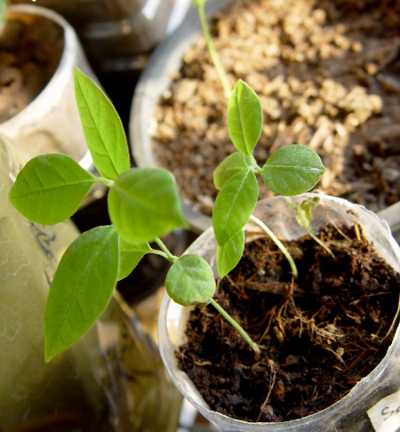 Banisteriopsis caapi (White) Seed Grown- Rooted