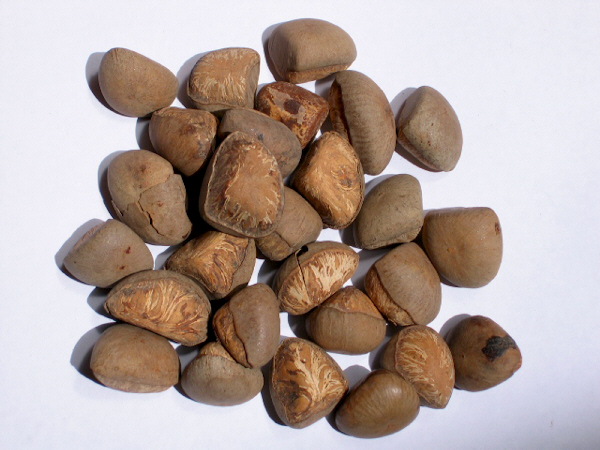 Camalonga Strychnos sp. Seeds